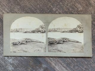 Francis Frith Stereoview Views Of Egypt & Nubia Crocodile On The Nile 1850s
