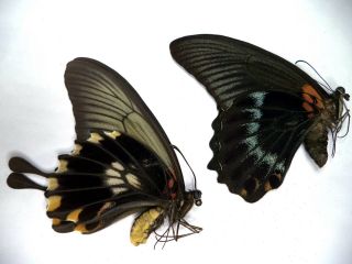 Unmounted Butterflies Papilio Memnon Pair From Java.