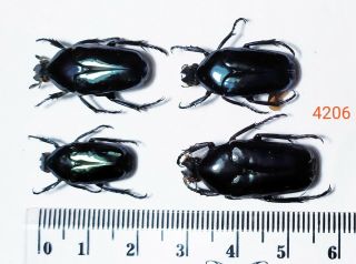 4x.  Cetonidae Species From Puncak Palopo,  South Sulawesi (4206)