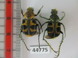 44775 Cetoniidae: Epitrichius Australis.  Vietnam C