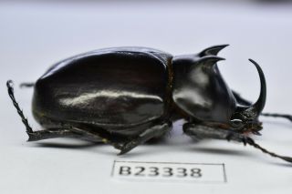 B23338 – Eupatorus Endoi Ps.  Beetles,  Insects Dak Nong Vietnam 47mm