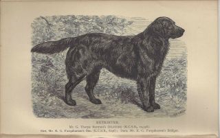 1886 Named Dog Print,  Chapter Uk Dalziel British Dogs Flat Coated Retriever