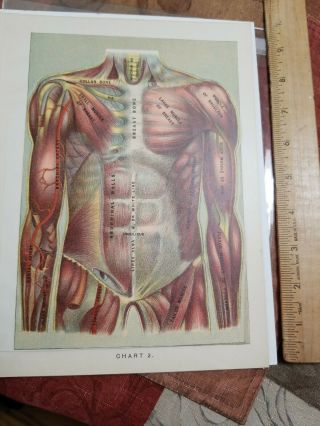 E.  J.  Stanley 1901 Anatomy Prints Body Parts Opens To Fold Out 2 Pages