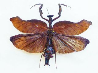 Acanthops Sp 65mm,  Wingspam Sp Mantidae Mantiidae Ecuador