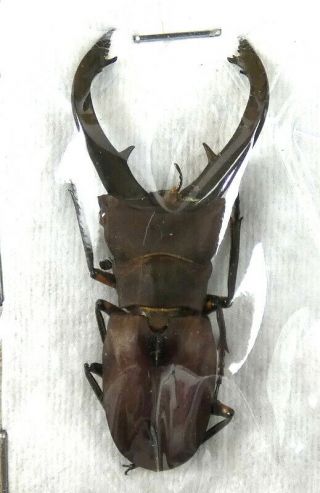 Beetles,  (2440),  Lucanidae,  Cyclommatus Eximius,  Male
