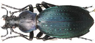 11.  Carabidae - Carabus (apotomopterus) Dechambreianus … Female