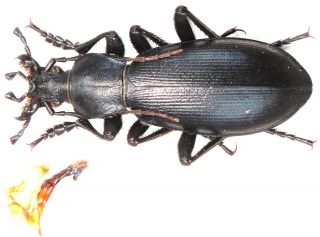 30.  Carabidae - Carabus (deroplectes) Dokhtouroffi Dokhtouroffi.  Male