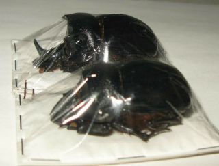 Heliocopris Bucephalus Pair With Male 53mm (scarabaeidae)