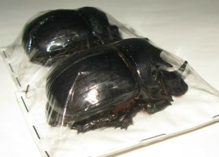 Heliocopris bucephalus pair with male 53mm (Scarabaeidae) 2