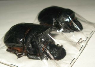 Heliocopris bucephalus pair with male 53mm (Scarabaeidae) 3