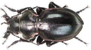 2.  Carabidae - Calosoma (callisthenes) Kuschakewitschi Batesoni.  Male