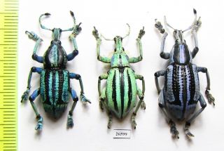 Curculionidae,  Eupholus Sp. ,  Indonesia,  Papua A2