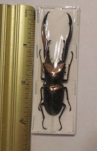 70MM CYCLOMMATUS METALLIFER FINAE STAG BEETLE LUCANIDAE REAL INSECT TAXIDERMY 3