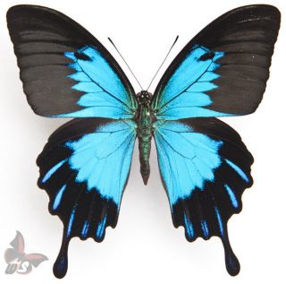 Papilio Ulysses Telegonus,  Unmounted Butterfly