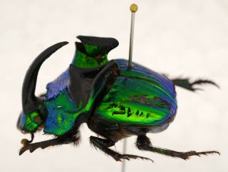 Phanaeus Demon Pair From Mexico Coleoptera Scarabaeidae Scarabaeinae
