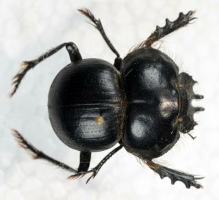Eucranium Arachnoides Coleoptera Scarabaeidae Scarabaeinae Phanaeus