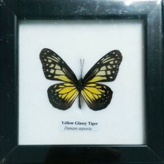 Frame Real Animal Butterfly Yellow Glassy Tiger Display Taxidermy.