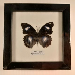 Greateggfly Real Butterfly Taxidermy Insect In Frame Entomology Gift Collectible