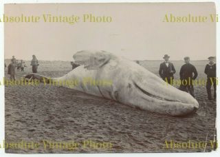 Old Chinese Albumen Photograph Stranded Whale Kiautschou Bay Qingdao China C1900