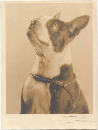 Second Of 2 Similar Portraits Of A Pug Dog,  By Nickolai Bori.  Signed.  Ca 1930