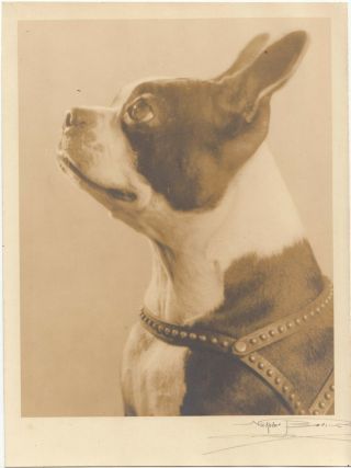 One Of 2 Similar Portraits Of A Pug Dog,  By Nickolai Bori.  Signed.  Ca 1930