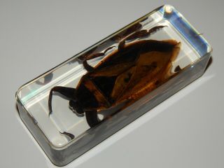 Giant Water Bug - Real Preserved Specimen For Scientific Study