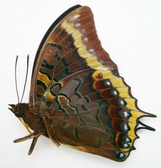 Charaxes Eurialus Male From Ambon Isl.