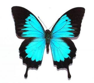 Papilio Ulysses Autolycus - Unmounted Butterfly