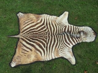 Authentic South African Zebra Hide Rug Vintage Large 102 " X 68 " Just