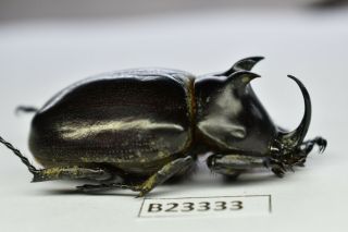 B23333 – Eupatorus Endoi Ps.  Beetles,  Insects Dak Nong Vietnam 48mm