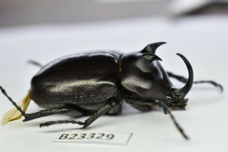 B23329 – Eupatorus Endoi Ps.  Beetles,  Insects Dak Nong Vietnam 48mm??