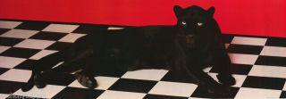 Poster : Animal : Black Panther - 6905 Rp64 G