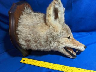 Vintage Taxidermy Coyote Shoulder Wood Mount Head Teeth Showing Wolf Dog 14 "