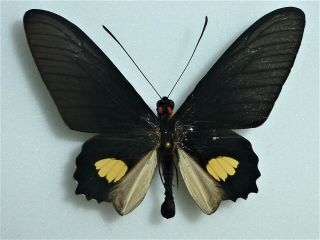 Fantastic Parides Pizzaro Male Papilioniidae Papilionidae Ecuador