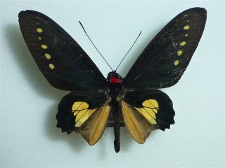 Fantastic Parides Chabrias Male Papilioniidae Papilionidae Ecuador