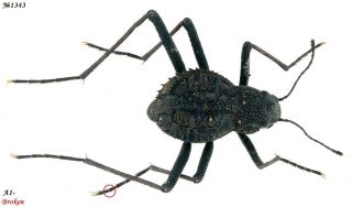 Coleoptera Tenebrionidae Gen.  Sp.  South Africa 5mm