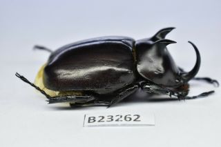 B23262 – Eupatorus Endoi Ps.  Beetles,  Insects Dak Nong Vietnam 47mm