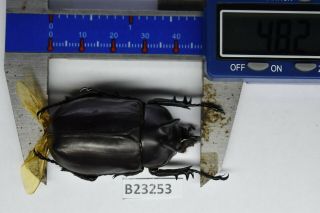 B23253 – Eupatorus Endoi Ps.  Beetles,  Insects Dak Nong Vietnam 48mm