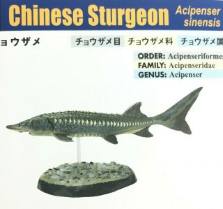 Colorata Fossil Fish Mini Figure Chinese Sturgeon Import Japan