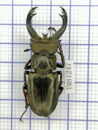 Lucanidae Tm81247 Lucanus Furcifer 56mm E Tibet