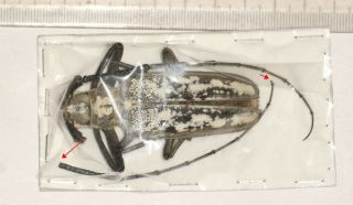 Cerambycidae Cerambycinae Batocera Yunnan