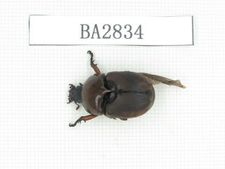Beetle.  Rutelidae Sp.  China,  Yunnan,  Tengchong.  1pcs.  Ba2834.