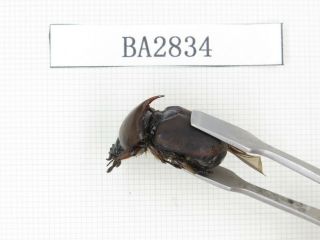 Beetle.  Rutelidae sp.  China,  Yunnan,  Tengchong.  1Pcs.  BA2834. 2