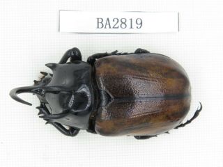 Beetle.  Eupatorus Sp.  China,  Yunnan,  Tengchong.  1m.  Ba2819.