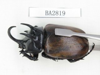 Beetle.  Eupatorus sp.  China,  Yunnan,  Tengchong.  1M.  BA2819. 2
