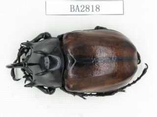 Beetle.  Eupatorus Sp.  China,  Yunnan,  Tengchong.  1m.  Ba2818.