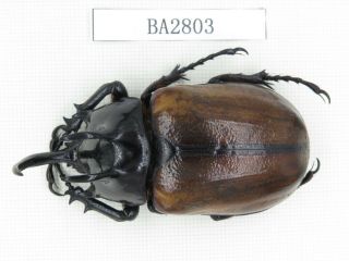 Beetle.  Eupatorus Sp.  China,  Yunnan,  Yingjiang County.  1m.  Ba2803.