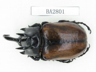 Beetle.  Eupatorus Sp.  China,  Yunnan,  Yingjiang County.  1m.  Ba2801.