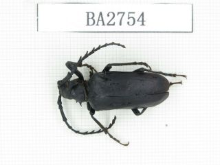 Beetle.  Cerambycidae Sp.  Myanmar,  Kechin,  Nanse.  1pcs.  Ba2754.