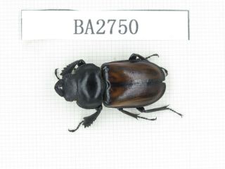 Beetle.  Neolucanus Sp.  Myanmar,  Kechin,  Nanse.  1f.  Ba2750.